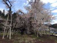 久保の桜